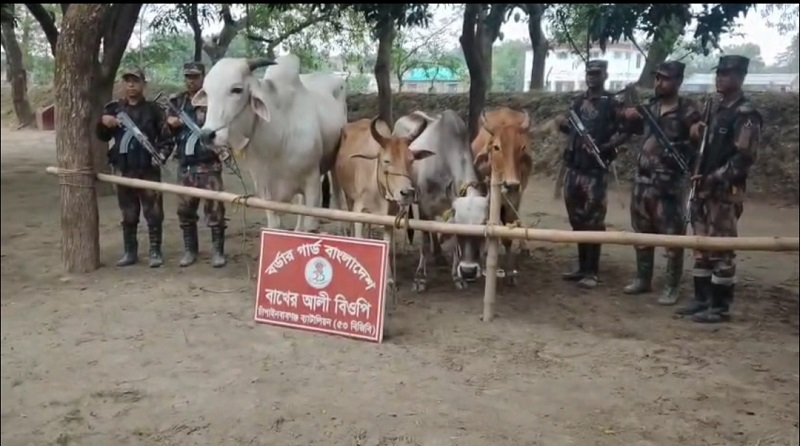 চাঁপাইনবাবগঞ্জ সীমান্তে সাড়ে ৩৫ লক্ষ টাকা মূল্যের ১৪ ভারতীয় গরু ও ৩৫ বোতল ভারতীয় মদ জব্দ